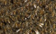 Enxame ataca pai e filho e v&iacute;tima desmaia ao sofrer m&uacute;ltiplas picadas em MS
