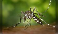 Alerta em Mato Grosso do Sul: Estado ultrapassa 15 mil casos de arboviroses e mortes refor&ccedil;am sinal 