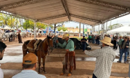 Cavalo Pantaneiro &eacute; destaque em apresenta&ccedil;&atilde;o especial no 4&ordm; Festival da Cultura Pantaneira 