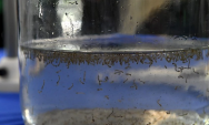 MS registra 8.319 casos de dengue e 7.546 casos confirmados de Chikungunya
