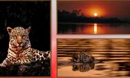 Fot&oacute;grafo brasileiro leva o Pantanal &agrave; Art Basel Miami 2025