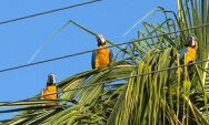 Coxim amanhece com sol forte e domingo de calor intenso neste 23 de novembro