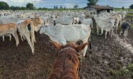 Produtores rurais t&ecirc;m &uacute;ltima semana para declarar rebanho em MS; prazo encerra em 1&ordm; de dezembr