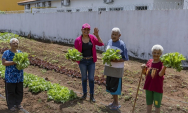 Horta comunit&aacute;ria de S&atilde;o Gabriel do Oeste inicia colheita e beneficia entidades socioassistenciais
