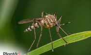 Avan&ccedil;o da dengue em MS acende alerta em Coxim no in&iacute;cio de 2026