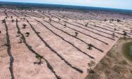 Desmatamento no Pantanal cresce 16,5% em 2024, com Mato Grosso do Sul concentrando 76% da perda