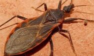Monitoramento aponta presen&ccedil;a de vetores de Chagas e leishmaniose e identifica focos em MS