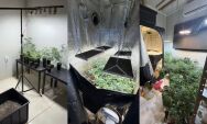 Pol&iacute;cia descobre laborat&oacute;rio com 121 p&eacute;s de maconha ao investigar amea&ccedil;a de vazamento de 'nudes'