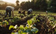 Merenda escolar impulsiona campo e cidade: Coxim pode colher frutos de investimento milion&aacute;rio 