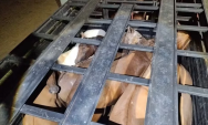 Cavalo &eacute; encontrado morto e motoristas s&atilde;o autuados por maus-tratos

