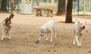 Projeto do Estatuto dos C&atilde;es e Gatos prev&ecirc; at&eacute; 10 anos de pris&atilde;o por matar ou torturar animais
