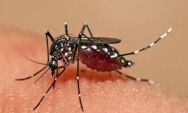 Mato Grosso do Sul mant&eacute;m alerta contra dengue com novos casos confirmados em 2026