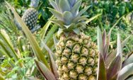 Abacaxi vira queridinho em Mato Grosso do Sul e conquista produtores em Coxim