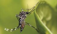 Casos de chikungunya crescem em Mato Grosso do Sul e refor&ccedil;am alerta para preven&ccedil;&atilde;o nas cidades