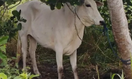 Pol&iacute;cia Militar Rural recupera oito bovinos furtados no Pantanal do Paiagu&aacute;s, em Corumb&aacute;

