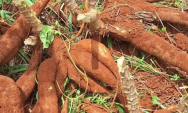 Bandidos invadem horta de madrugada e furtam 25 kg de mandioca em MS