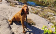 Corpo de Bombeiros de Coxim lamenta a morte do c&atilde;o farejador Chef&atilde;o