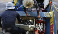 Pescadores beneficiados pelo Seguro-Defeso recebem 6&ordm; lote nesta ter&ccedil;a
