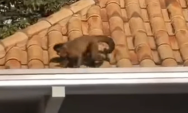 Macaco-prego &eacute; capturado dentro de cozinha em condom&iacute;nio pr&oacute;ximo ao Parque dos Poderes, na Capital
