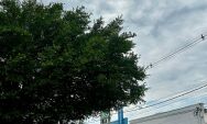Frente fria deve provocar virada no tempo nos pr&oacute;ximos dias em Coxim