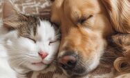 Projeto de lei em MS prop&otilde;e permitir sepultamento de animais de estima&ccedil;&atilde;o em jazigos familiares