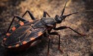 Coxim entra em alerta ap&oacute;s identifica&ccedil;&atilde;o de barbeiros em monitoramento de sa&uacute;de no norte do Estado