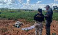 Den&uacute;ncia leva PMA a flagrar maus-tratos a bovino em propriedade rural de Coxim
