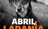 Abril Laranja: um m&ecirc;s para lembrar que os animais tamb&eacute;m sentem dor, medo e amor