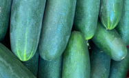 Chuvas intensas faz pre&ccedil;o do pepino e piment&atilde;o verde subir em MS