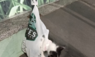 Associa&ccedil;&atilde;o denuncia mulher por abandonar gato em frente a com&eacute;rcio de Coxim; a&ccedil;&atilde;o foi registrada 