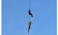 Crocodilo suspeito de ter devorado homem &eacute; i&ccedil;ado por helic&oacute;ptero