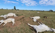 Frio extremo mata 80 bois e vacas em fazendas nos &uacute;ltimos dias em MS