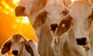 Produtores de MS t&ecirc;m &uacute;ltimos dias para declarar rebanho &agrave; Iagro