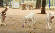 Lei torna crime exerc&iacute;cio ilegal da medicina veterin&aacute;ria 