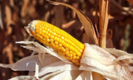 Colheita do milho safrinha avan&ccedil;a lentamente e alcan&ccedil;a apenas 0,1% da &aacute;rea em Mato Grosso do Sul
