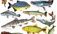 Mato Grosso do Sul fortalece voca&ccedil;&atilde;o para a pesca esportiva e Coxim est&aacute; no mapa 