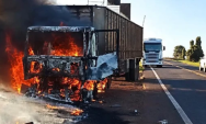Carreta pega fogo na MS-395 e bois s&atilde;o soltos na rodovia
