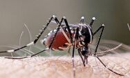 Dengue segue sob controle em Coxim, enquanto chikungunya avan&ccedil;a em munic&iacute;pios de Mato Grosso do Sul