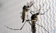 Casos de dengue seguem elevados em MS e Estado j&aacute; confirma 18 mortes em 2025