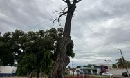 Audiência Pública decide hoje o  futuro do Pé de Cedro em Coxim