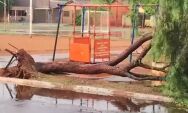 Chuva com ventos derruba árvore e muro de lixão em São Gabriel