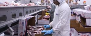 MS aumenta exportação de carne bovina em 33,73% em 2024