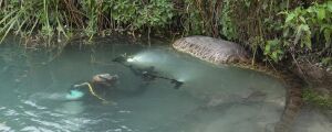 Fotógrafo encontra as sucuris gigantes de Bonito