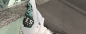 Associa&ccedil;&atilde;o denuncia mulher por abandonar gato em frente a com&eacute;rcio de Coxim; a&ccedil;&atilde;o foi registrada 