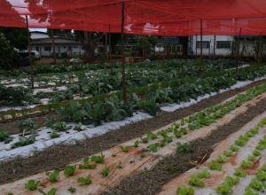 Tecnologia no campo vai al&eacute;m das m&aacute;quinas e aproxima jovens da ci&ecirc;ncia em assentamento de MS