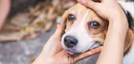 Campanha Dezembro Verde combate o abandono de animais e conscientiza sobre ado&ccedil;&atilde;o consciente