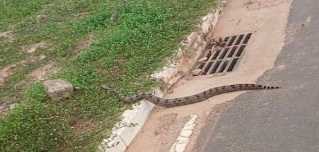 Jiboia passeia por  avenida de Coxim e tem aux&iacute;lio de moradores para n&atilde;o ser atropelada