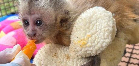 CRAS/Imasul acolhe filhote de macaco-prego com fratura e inicia cuidados intensivos para recupera&ccedil;&atilde;o