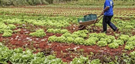 MS lidera ades&atilde;o de agricultores
familiares ao Programa
Fomento Rural