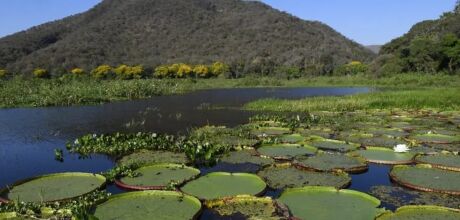 MS regulamenta fundo com R$ 40 milh&otilde;es para remunerar produtores pela preserva&ccedil;&atilde;o do Pantanal